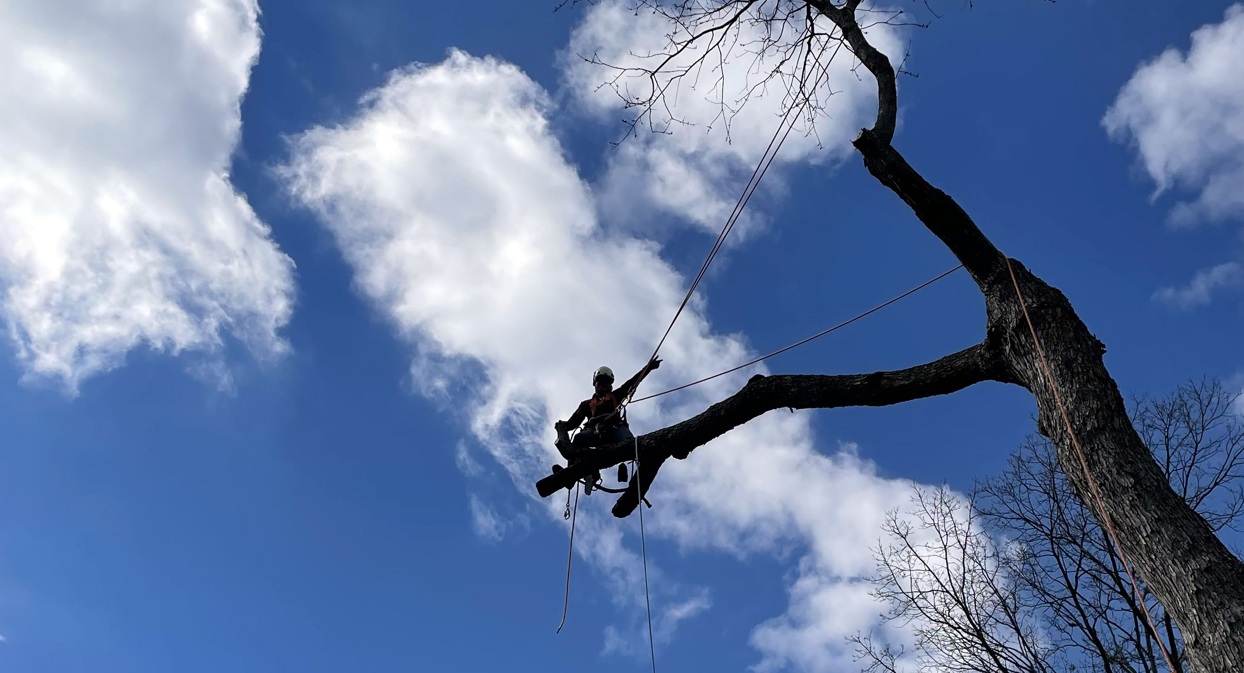 InTheTrees